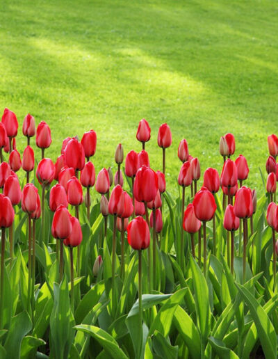 Garten mit roten Tulpen