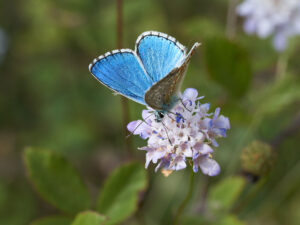 Blume mit blauem Schmetterling